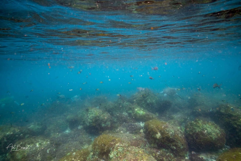 Picture 6 for Activity Gold Coast: Snorkeling with Turtles Half-Day Tour