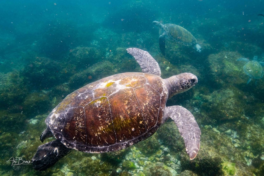 Picture 7 for Activity Gold Coast: Snorkeling with Turtles Half-Day Tour