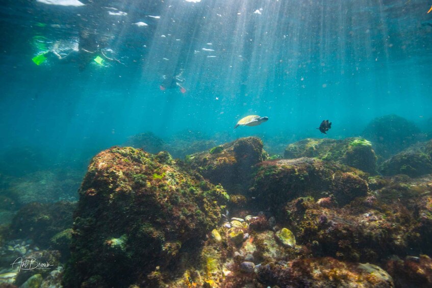 Picture 5 for Activity Gold Coast: Snorkeling with Turtles Half-Day Tour