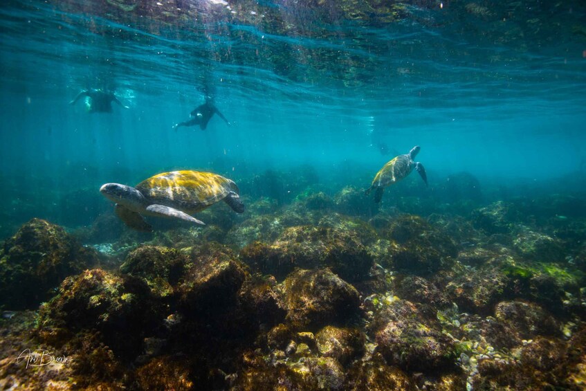 Picture 2 for Activity Gold Coast: Snorkeling with Turtles Half-Day Tour
