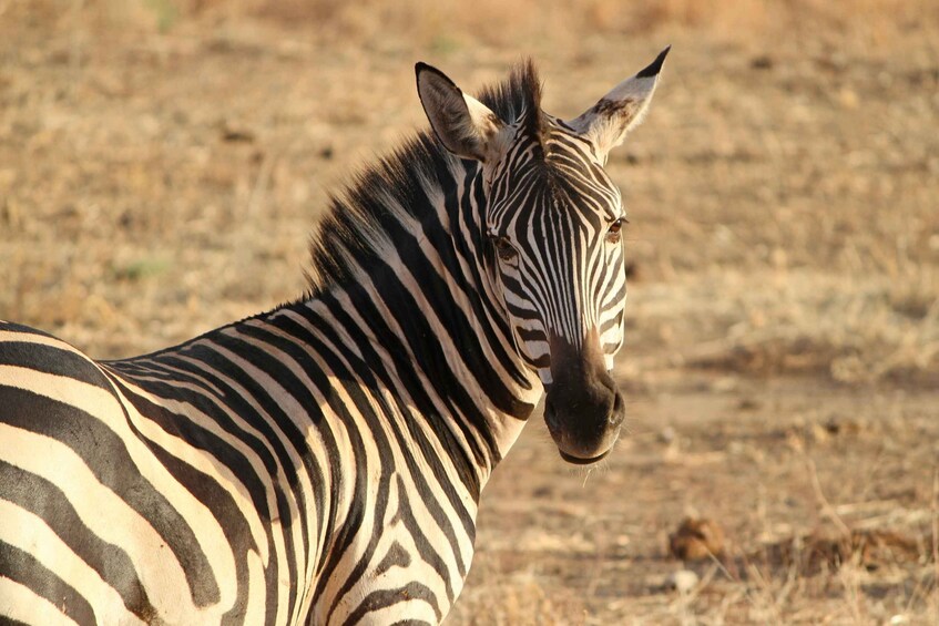 Picture 4 for Activity From Nairobi: Day Trip to Hells gate and Lake Naivasha