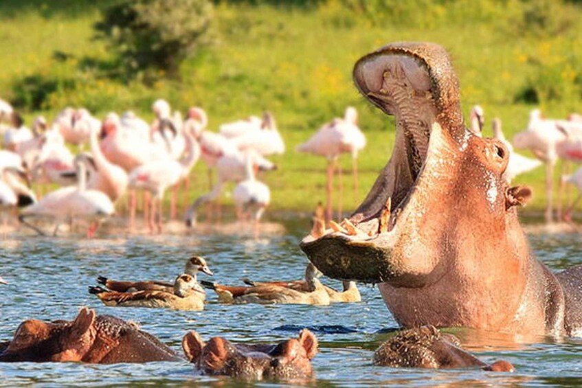 Picture 2 for Activity From Nairobi: Day Trip to Hells gate and Lake Naivasha