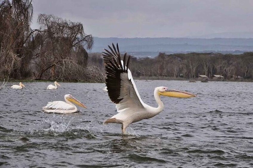 Picture 7 for Activity From Nairobi: Day Trip to Hells gate and Lake Naivasha