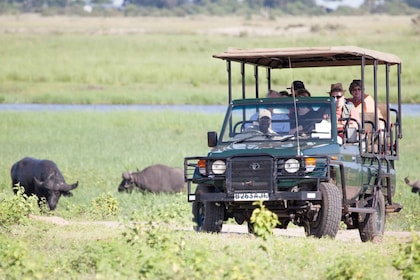 Victoria Falls: Chobe National Park Day Trip with Lunch