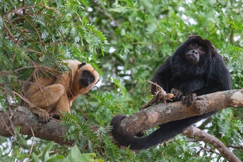 Private Half Day Tour Mombacho Cloud Forest from Granada