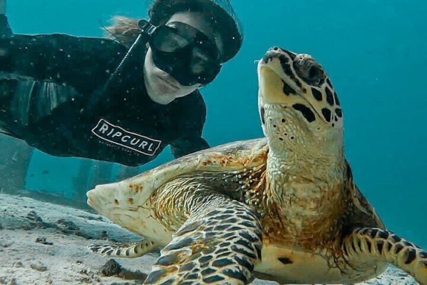 Turtle at Similan Islands