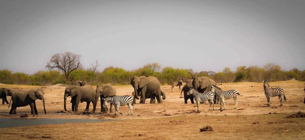 Picture 2 for Activity Safari : Big 5 - Hwange National Park Safari Day Tour