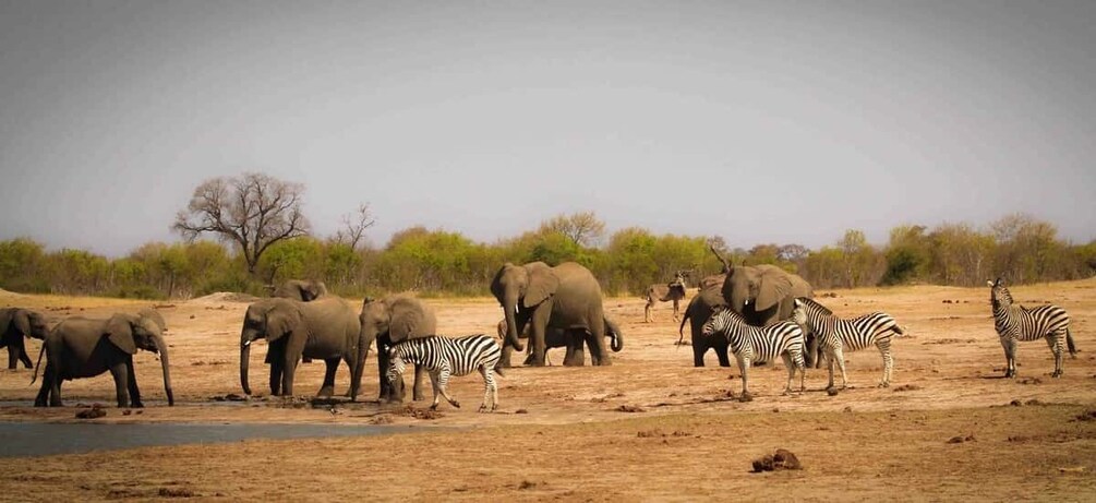 Picture 2 for Activity Safari : Big 5 - Hwange National Park Safari Day Tour