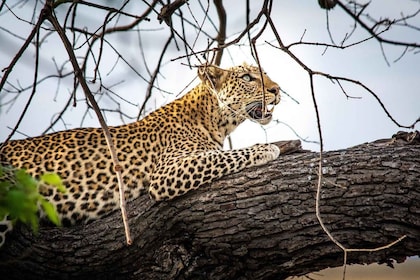 Safari: Big 5 - Hwange nationalpark Safari dagstur
