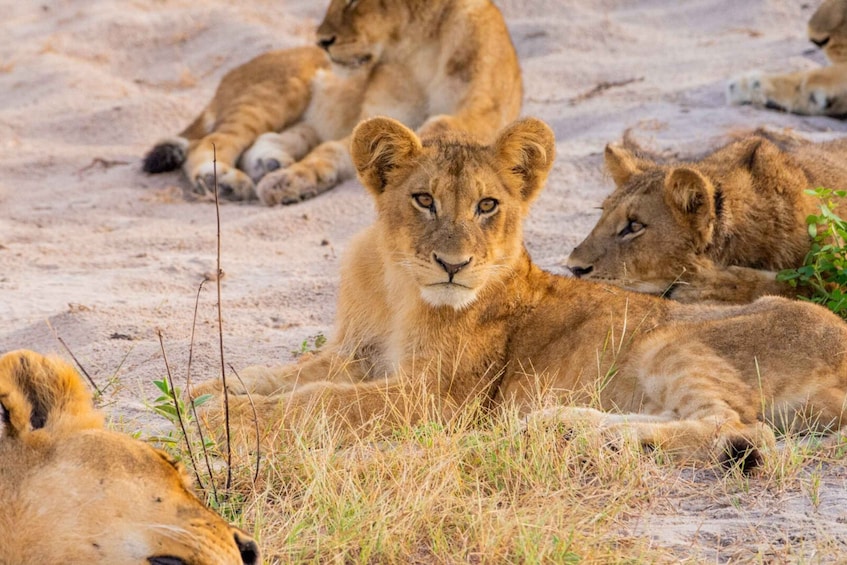 Picture 3 for Activity Safari : Big 5 - Hwange National Park Safari Day Tour