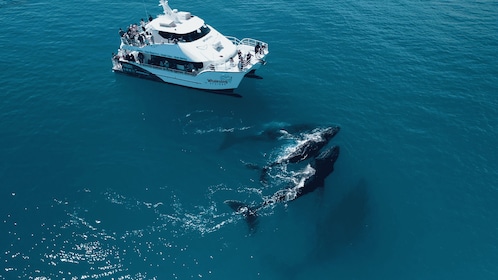 Hervey Bay: Half-Day Whale Watching Cruise with Meal