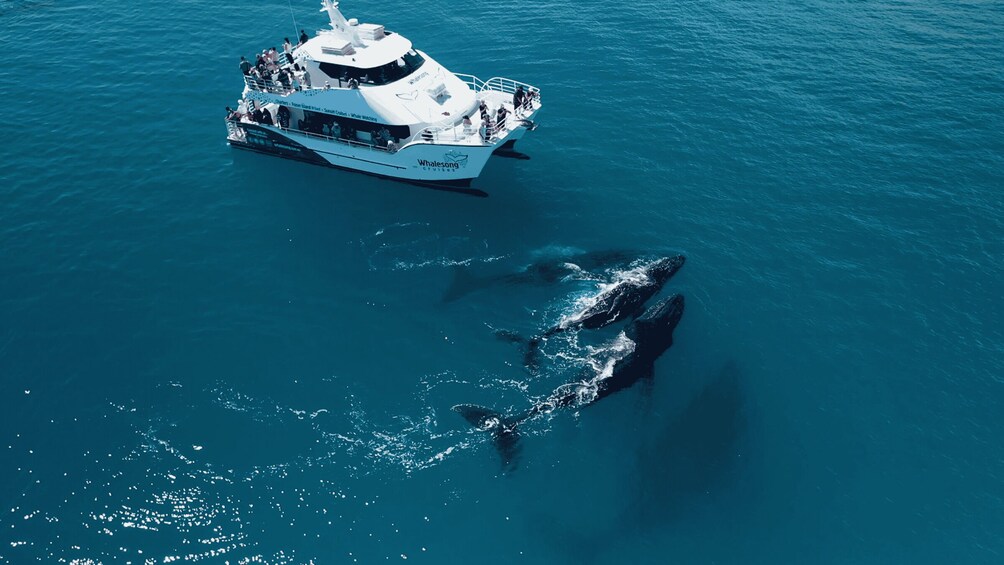 Hervey Bay: Half-Day Whale Watching Cruise with Meal