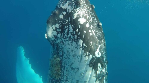 Hervey Bay: Half-Day Whale Watching Cruise with Meal