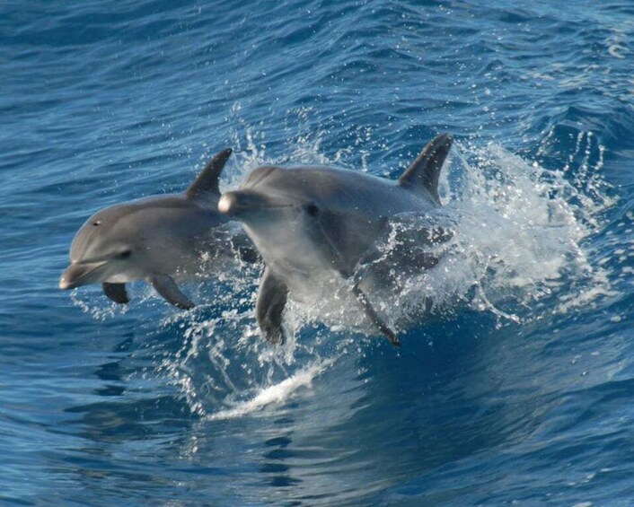 Picture 18 for Activity Hervey Bay: Half-Day Whale Watching Cruise with Meal