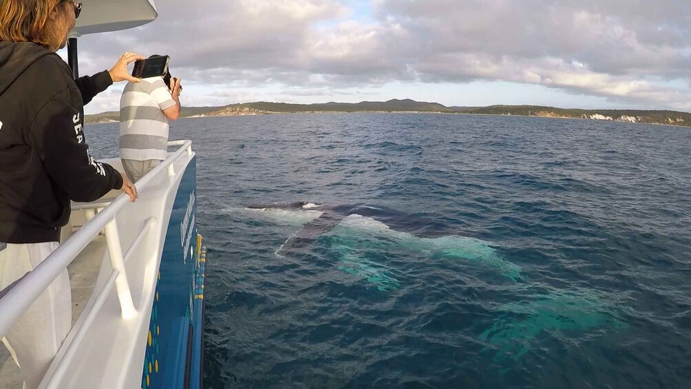 Picture 12 for Activity Hervey Bay: Half-Day Whale Watching Cruise with Meal