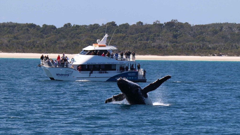 Picture 7 for Activity Hervey Bay: Half-Day Whale Watching Cruise with Meal