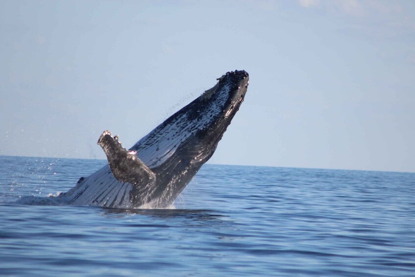 Picture 14 for Activity Hervey Bay: Half-Day Whale Watching Cruise with Meal