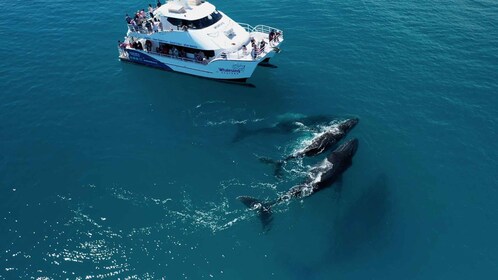 Hervey Bay: Half-Day Whale Watching Experience
