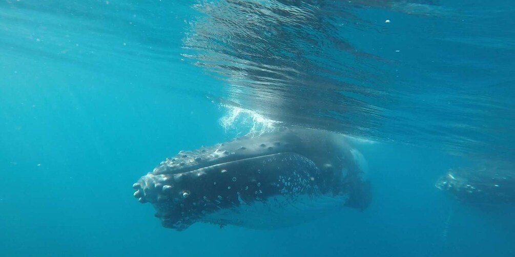 Picture 10 for Activity Hervey Bay: Half-Day Whale Watching Cruise with Meal