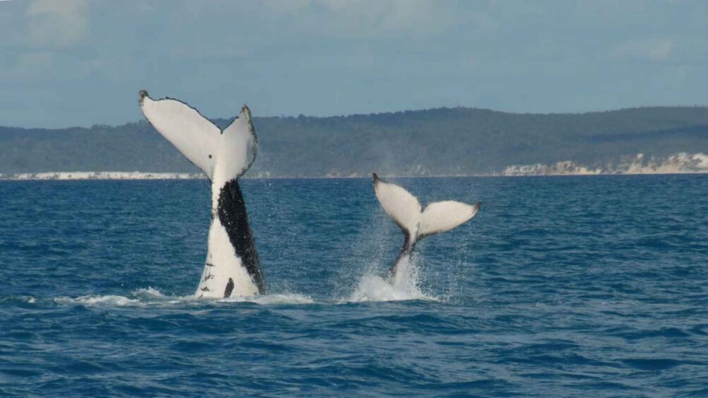 Picture 20 for Activity Hervey Bay: Half-Day Whale Watching Cruise with Meal