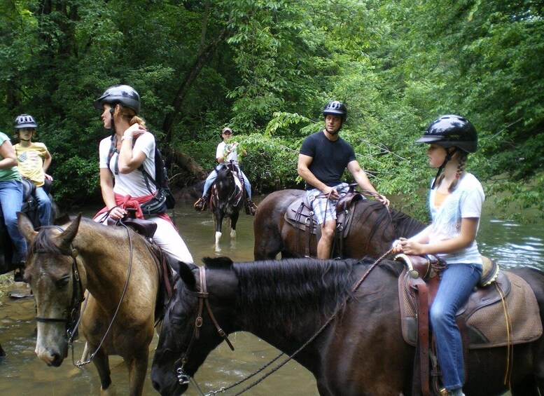 Picture 6 for Activity Agadir: Forest and Sand Dunes Guided Horse Riding