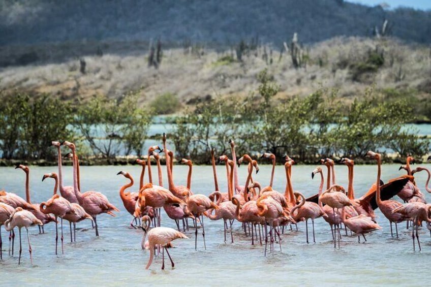 Curacao City Highlights 4-Hour Tour