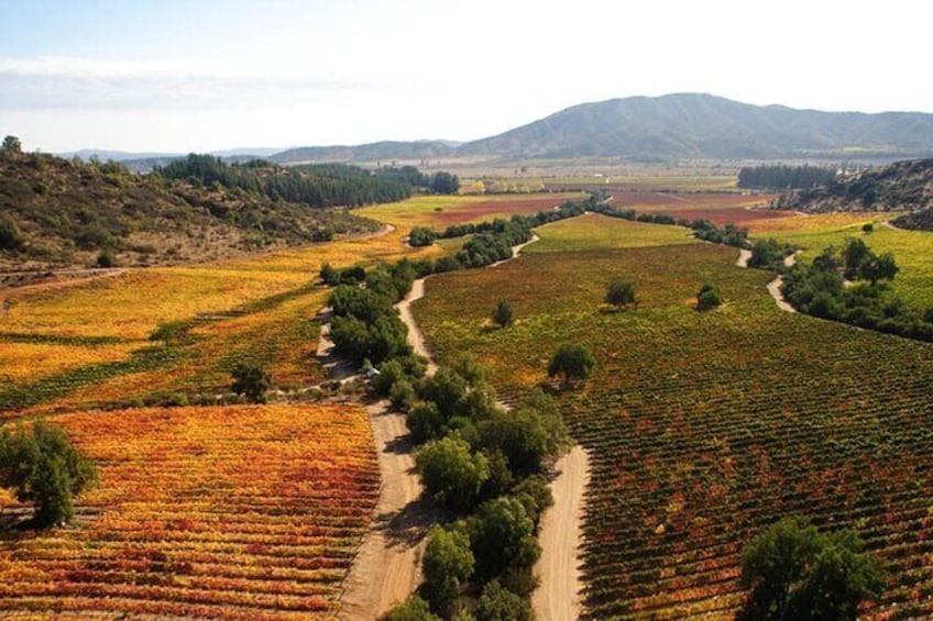 Casablanca Wine Tour