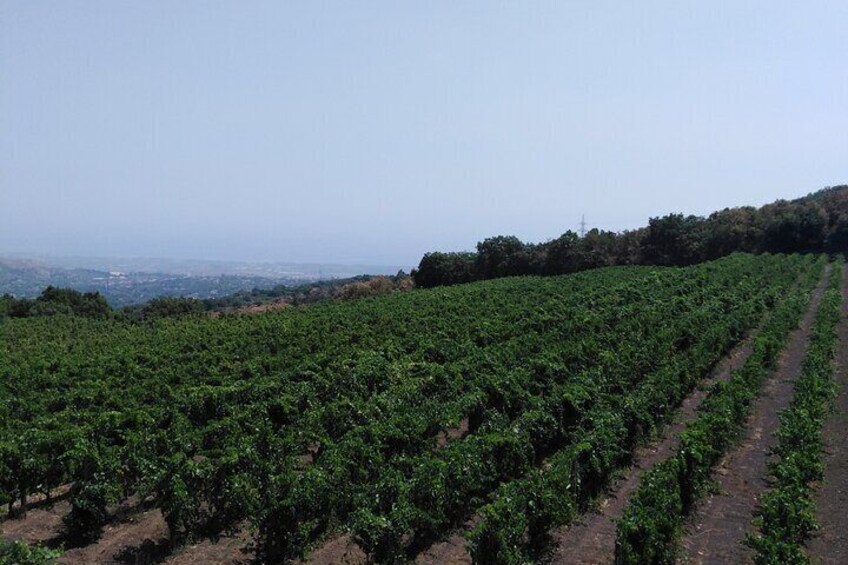 Private visit to Mount Etna with wine tasting and lunch