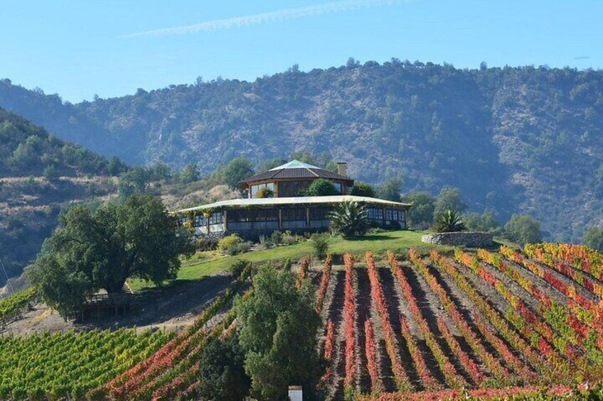 Wine Tour in Santa Cruz Vineyard