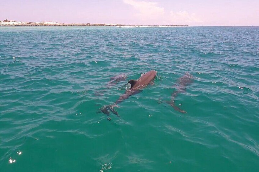 Pod of Dolphins in Panama City Beach