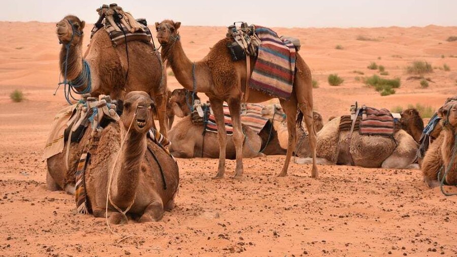 From Djerba & Zarzis: Ksar Ghilane & Matmata tour
