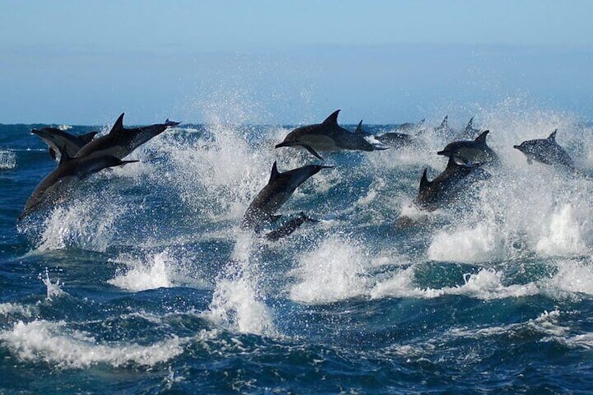 Dolphins