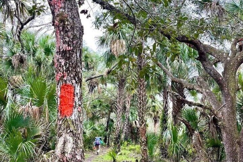 Backpacking through the wild Florida Backcountry. 