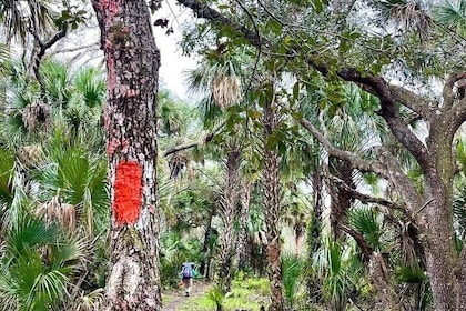 Guided Day Hike Through Florida's wild Backcountry.