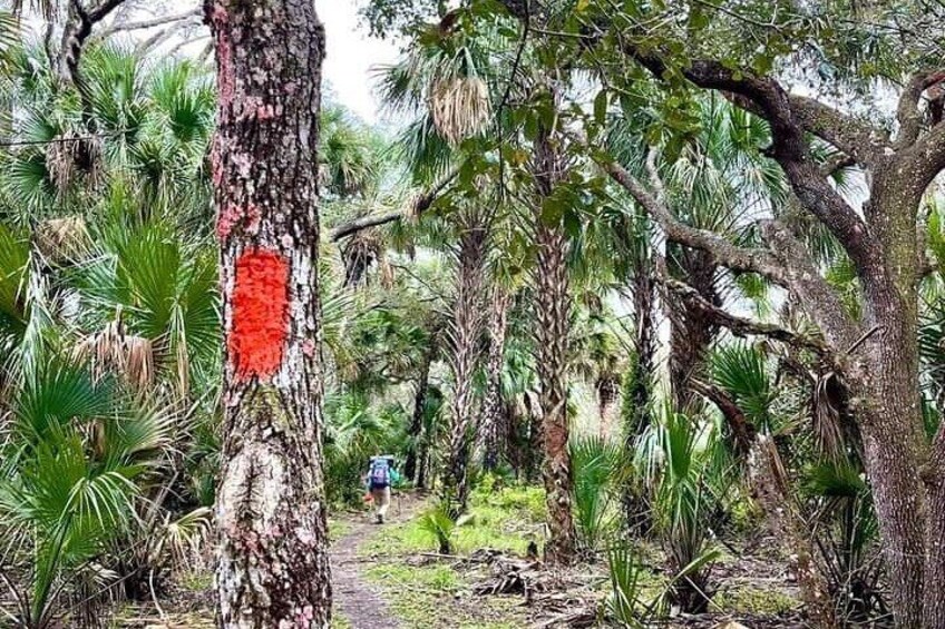 Guided Day Hike Through Florida's wild Backcountry.