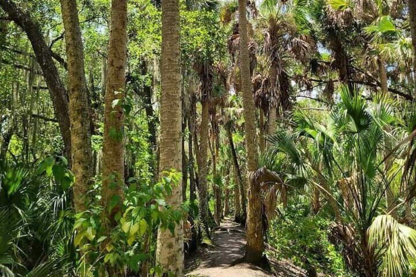 Tropical Forest along the hike. 
