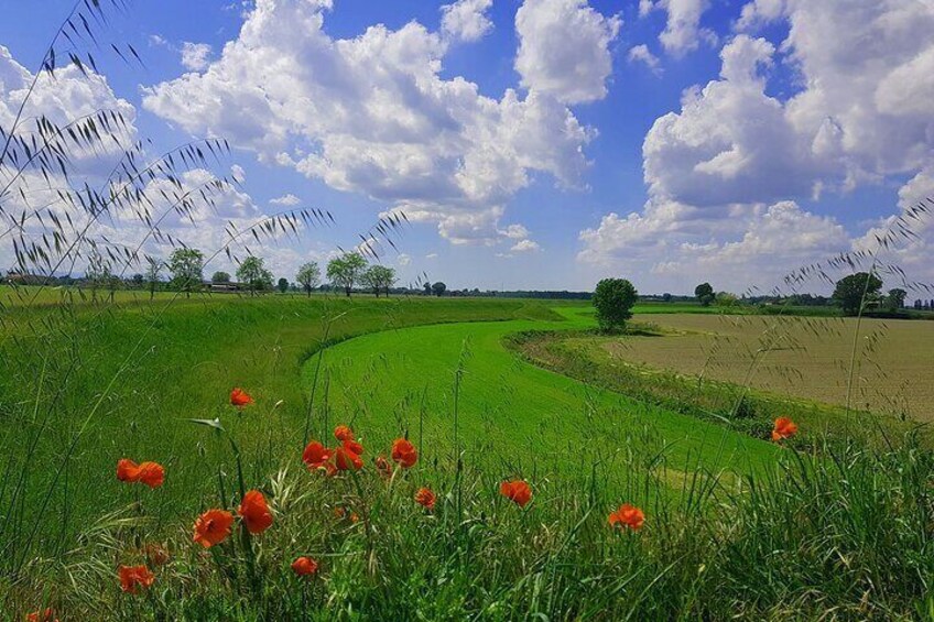 Parmigiano and Culatello Private Tour with Lunch and Farm Visit | Artemilia Guided Tours | The Parma Lowlands