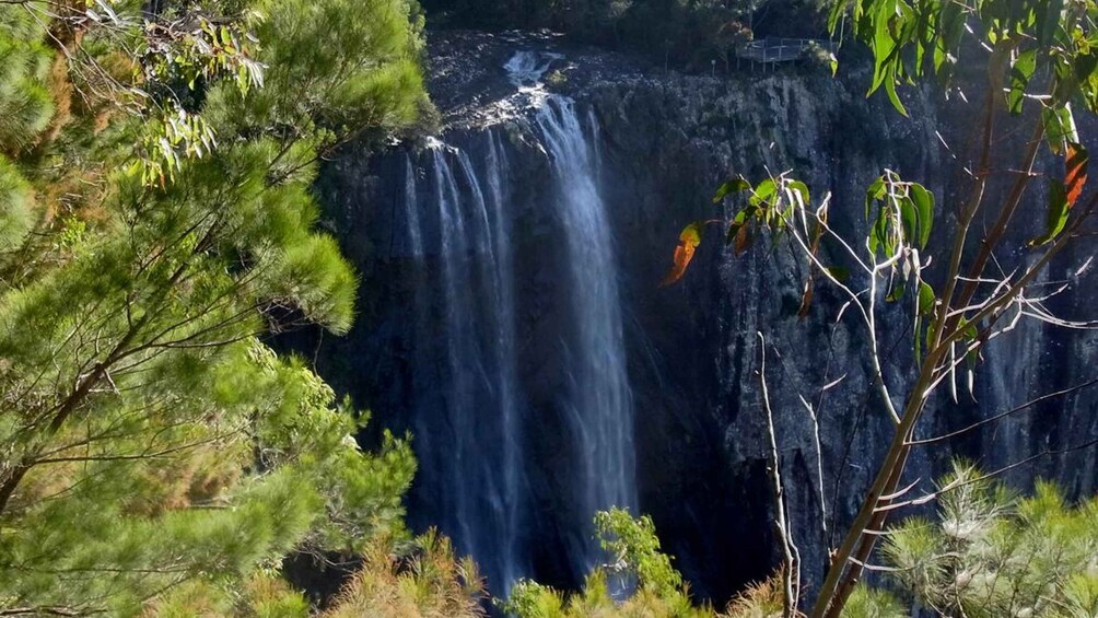 Byron Bay Hinterland: National Park and Waterfalls Tour