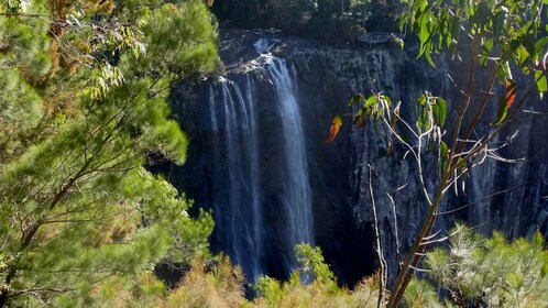 Byron Bay Hinterland : Visite du parc national et des cascades