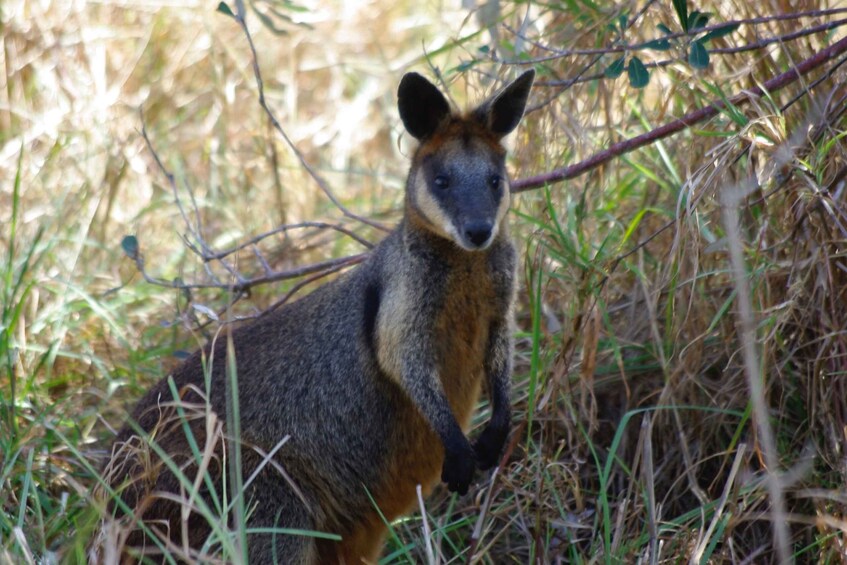 Picture 3 for Activity Byron Bay Hinterland: National Park and Waterfalls Tour