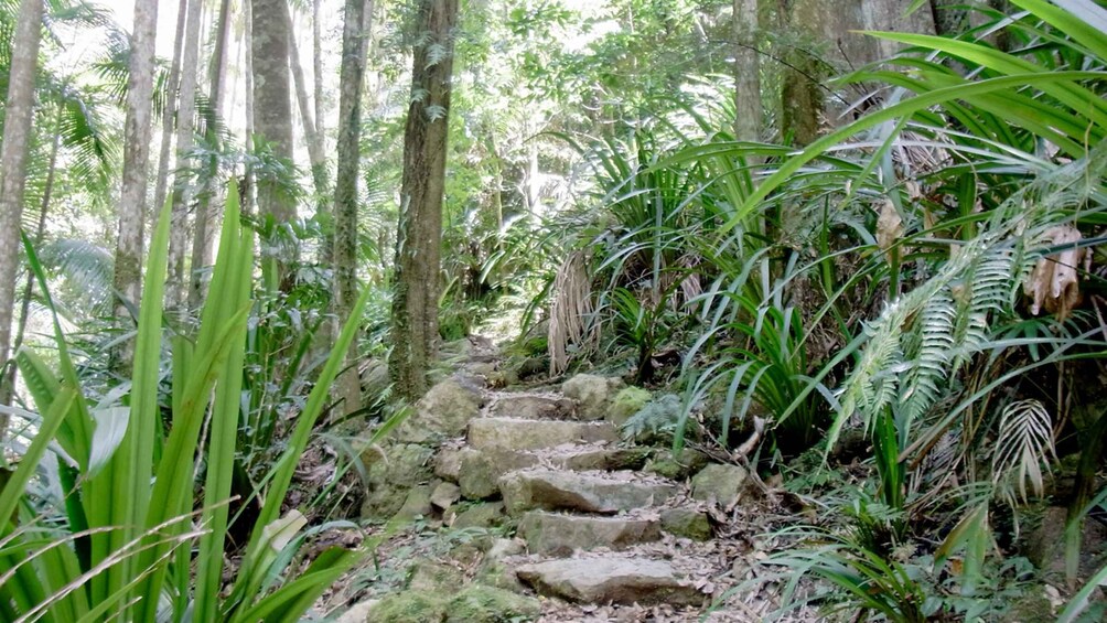 Picture 8 for Activity Byron Bay Hinterland: National Park and Waterfalls Tour