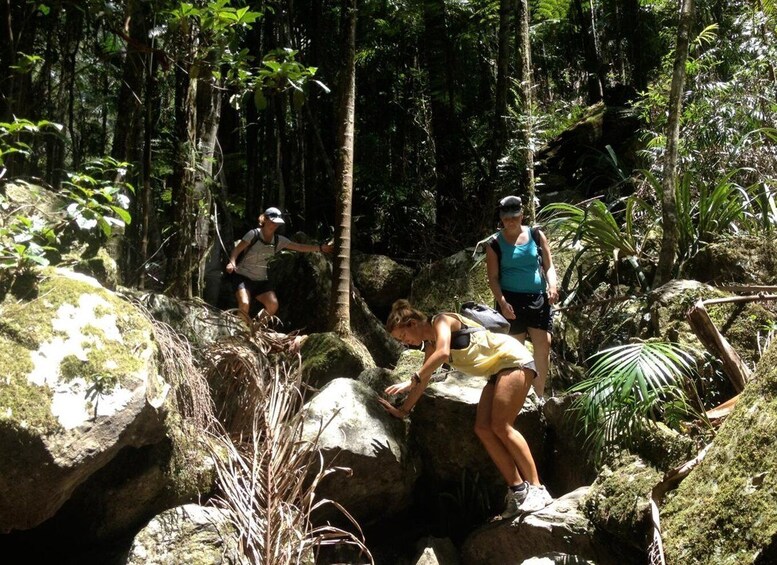 Picture 2 for Activity Byron Bay Hinterland: National Park and Waterfalls Tour