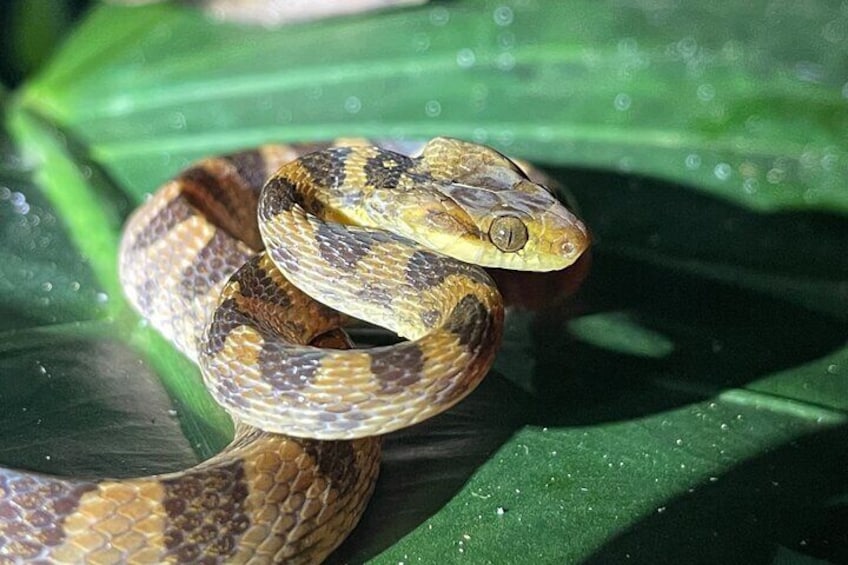 Cat-eyed snake