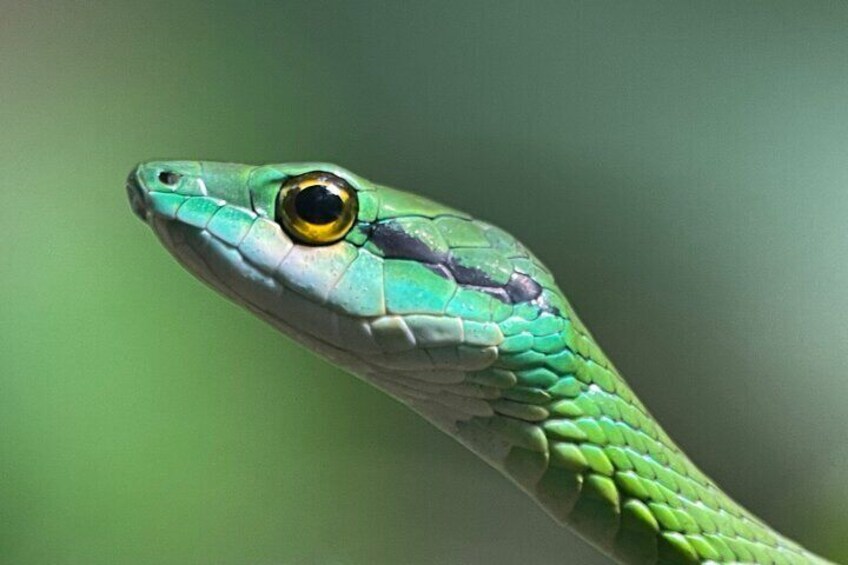 Green snake (Culubridae)