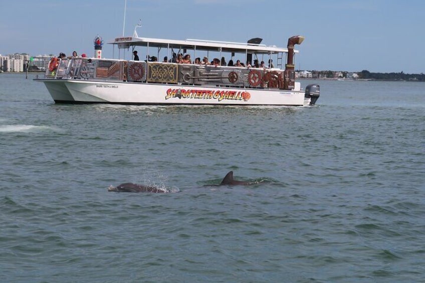 Shark Teeth and Shells, Dolphin and Shelling Tour Boat Clearwater Beach 