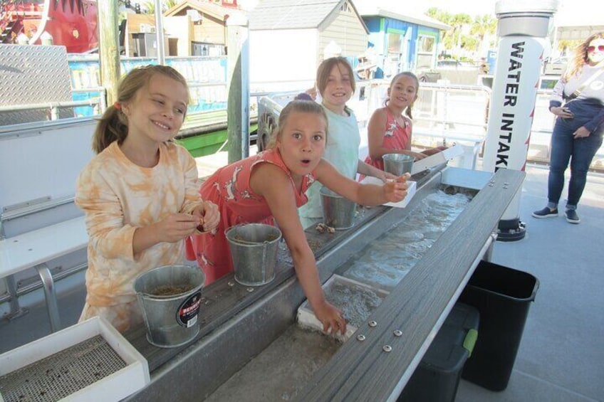 Shark Teeth and Shells, Dolphin and Shelling Tour Boat Clearwater Beach 