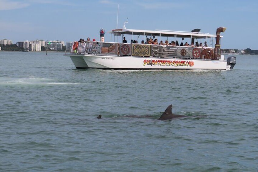 Shark Teeth and Shells, Dolphin and Shelling Tour Boat Clearwater Beach 