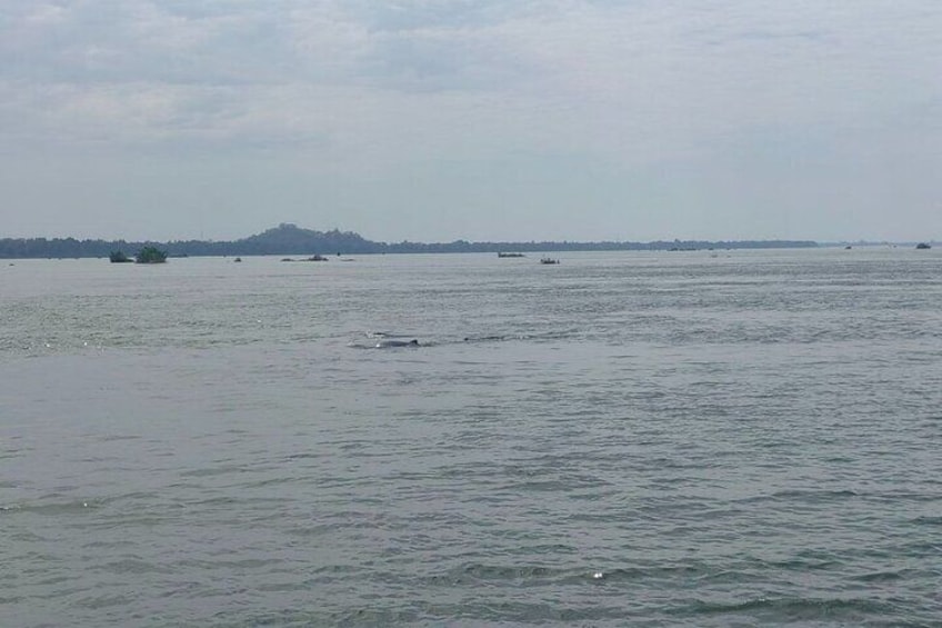 Half Day Dolphin Tour in Mekong