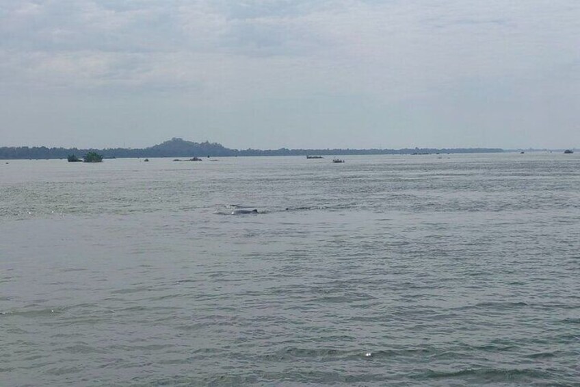 Half Day Dolphin Tour in Mekong