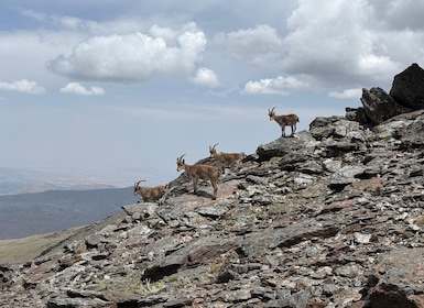 Granada: High Sierra Nevada Hiking Tour to 3000 Metres